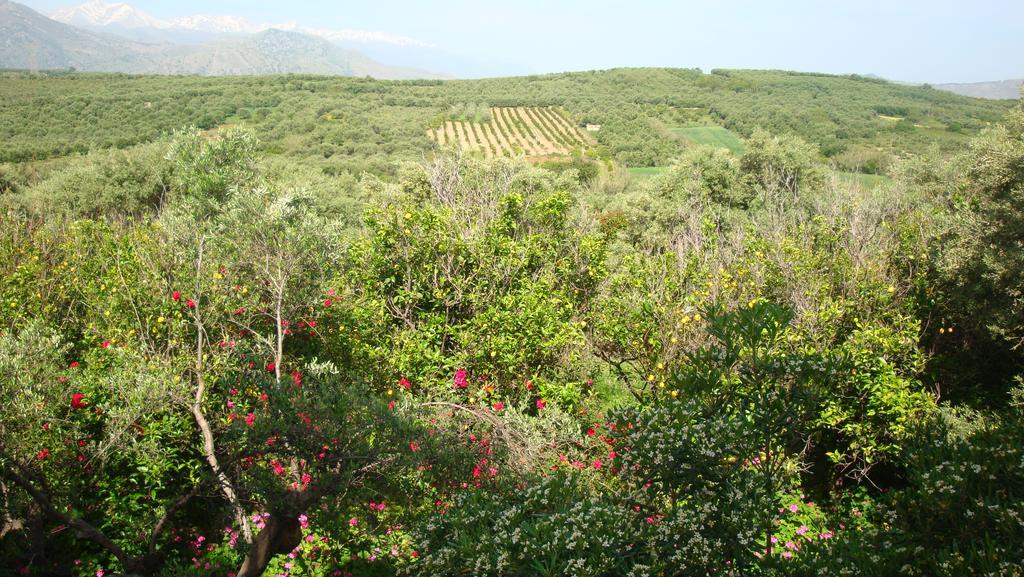 Calamon Apartments Episkopi-Chania エクステリア 写真